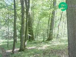 Prodej lesa, Ženklava, 15096 m2