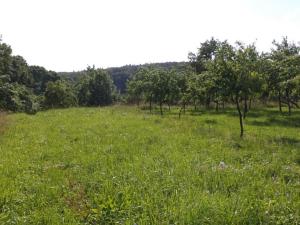 Dražba zemědělské půdy, Petrůvka, 1688 m2