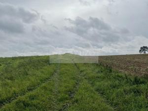 Prodej sadu/vinice, Velké Všelisy - Zamachy, 11900 m2