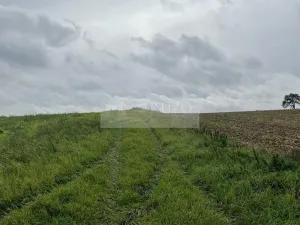 Prodej sadu/vinice, Velké Všelisy - Zamachy, 11900 m2