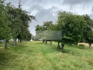 Prodej sadu/vinice, Velké Všelisy - Zamachy, 11900 m2