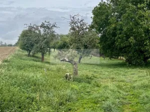 Prodej sadu/vinice, Velké Všelisy - Zamachy, 11900 m2