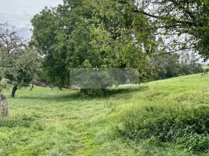 Prodej sadu/vinice, Velké Všelisy - Zamachy, 11900 m2