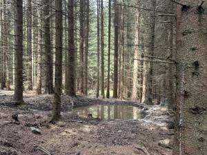Prodej lesa, Vimperk - Skláře, 29000 m2