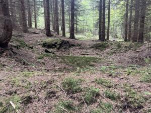 Prodej lesa, Vimperk - Skláře, 29000 m2