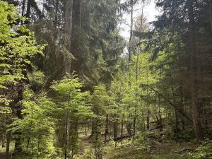 Prodej lesa, Vimperk - Skláře, 29000 m2