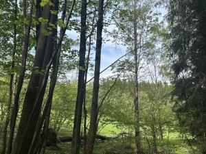 Prodej lesa, Vimperk - Skláře, 29000 m2