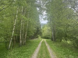 Prodej lesa, Vimperk - Skláře, 29000 m2