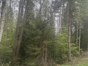 Prodej lesa, Vimperk - Skláře, 29000 m2