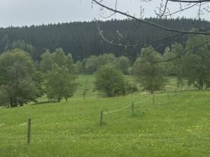 Prodej lesa, Vimperk - Skláře, 29000 m2