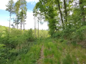 Prodej lesa, Číměř, 17681 m2