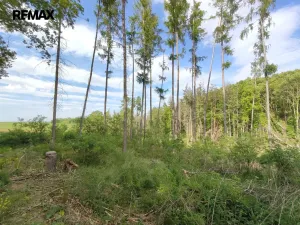 Prodej lesa, Číměř, 17681 m2