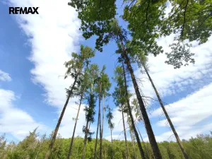 Prodej lesa, Číměř, 17681 m2