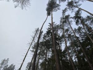 Prodej lesa, Břežany, 1000 m2