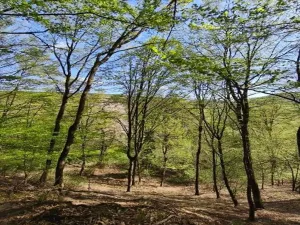 Prodej lesa, Luže - Doly, 26738 m2