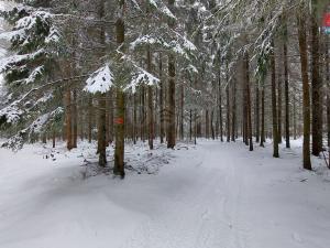 Prodej lesa, Česká Třebová - Svinná, 60981 m2