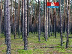 Prodej lesa, Kralovice, 6740 m2