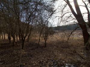 Prodej louky, Chotíkov, 349 m2