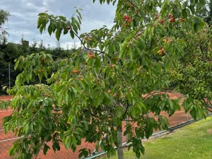 Prodej vícegeneračního domu, Černolice, Pod Hůrkou, 420 m2