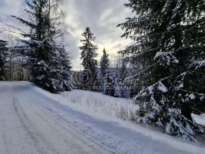 Prodej lesa, Albrechtice v Jizerských horách, 2926 m2