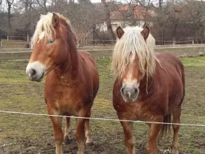 Pronájem bytu 1+kk, Běloky, 40 m2