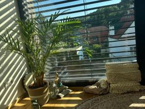 Pronájem bytu 2+kk, Praha - Dejvice, Pokojná, 44 m2