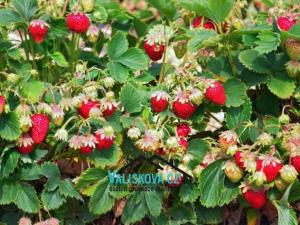 Prodej pole, Hulín, 419 m2