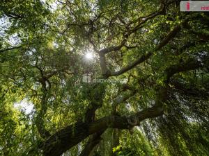 Prodej rodinného domu, Loucká, 220 m2