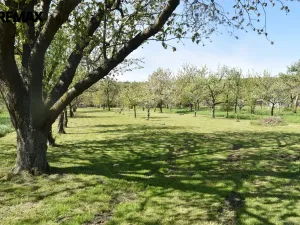 Prodej rodinného domu, Podomí, 150 m2