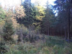 Prodej lesa, Římov - Dolní Stropnice, 32512 m2