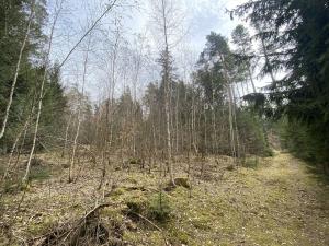 Prodej lesa, Pačejov - Strážovice, 1511 m2