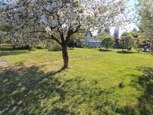 Prodej zahrady, Planá, 383 m2