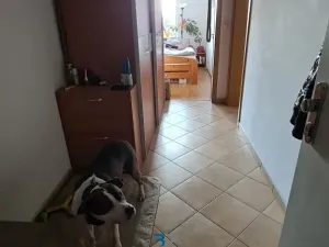 Prodej bytu 2+kk, Praha - Vysočany, Pešlova, 49 m2