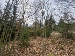 Prodej lesa, Pačejov - Strážovice, 1618 m2