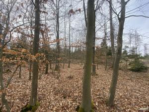 Prodej lesa, Pačejov - Strážovice, 1618 m2