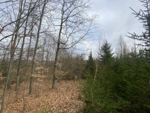 Prodej lesa, Pačejov - Strážovice, 1618 m2