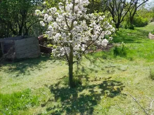 Pronájem zahrady, Běloky, 376 m2