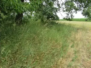 Prodej lesa, Přibyslav, 707 m2