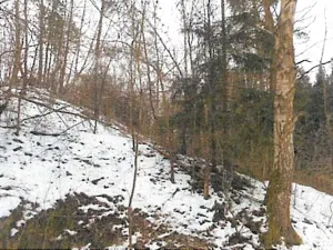 Prodej lesa, Přibyslav, 1214 m2