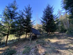 Prodej lesa, Zábřeh, 10749 m2