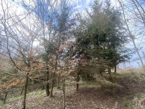 Prodej lesa, Kožichovice, 1273 m2