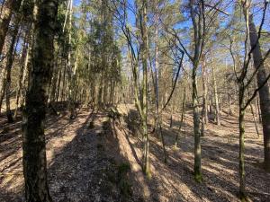 Prodej lesa, Všehrdy, 2994 m2