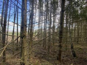 Prodej lesa, Červený Hrádek, 574 m2