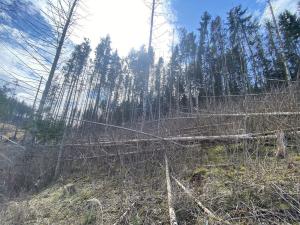 Prodej lesa, Červený Hrádek, 574 m2