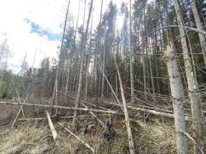 Prodej lesa, Červený Hrádek, 574 m2