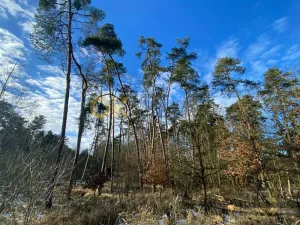 Dražba lesa, Všehrdy, 3720 m2