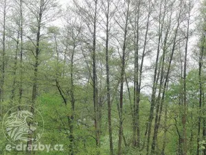 Dražba pozemku, Medonosy, 9062 m2