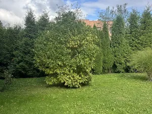 Prodej obchodního prostoru, Ostrava, U Lesa, 297 m2