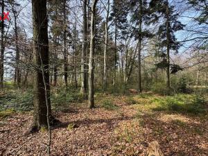 Prodej lesa, Spálov, 25088 m2