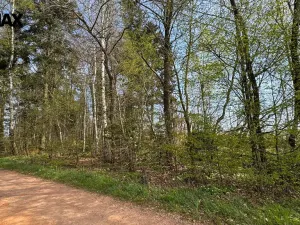 Prodej lesa, Spálov, 25088 m2